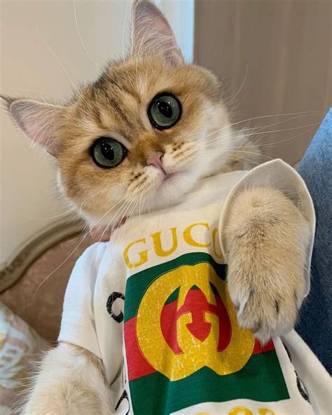 gucci red cat|cat wearing Gucci.